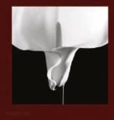 mapplethorpe flora: the complete flowers-robert mapplethorpe-9780714871318