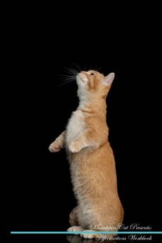munchkin cat affirmations workbook munchkin cat presents-9781526972118