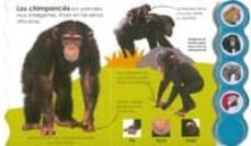 en el zoo: botones divertidos-9788499134758