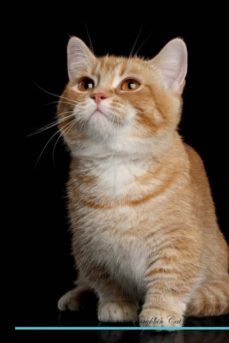 munchkin cat affirmations workbook munchkin cat presents-9781526971968