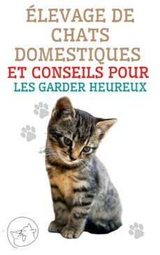 elevage de chats domestiques et conseils pour les garder heureux (ebook)-9791222411378