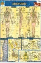 Ficha de anatomia PDF DJVU por Vv.aa. 978-9702401278