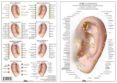 auriculoterapia-9788494518508 auriculoterapia-9788494518508